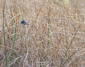 Blue wren in bush