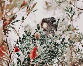 Digital print - Yellow tailed black cockatoo