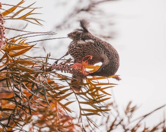 Australian wattle bird