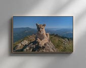 Samsung Frame TV Art, Mountain Lion Wildlife Landscape (Digital Download) 214