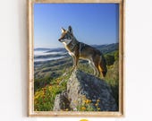 Desert Coyote Overlook, Rolling Hills Landscape Printable Wall Art (Digital Download) 38