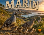T-Shirt - Native California Quail - Nature Art Graphic - Discovering Marin
