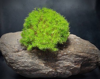 Moss,Emerald Green, Trend, Live Moss, Broom moss (Dicranum scoparium),Terrarium, Mossarium, Paludarium,Florarium,  Ecosystem, Natural, DIY