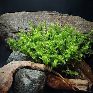 Emerald Green Live Moss/ Lanky Moss (Rhytidiadelphus Loreus), Moss, Live Moss, Ecosystem, Terrarium, Mossarium, Aquarium, Paludarium, Gift