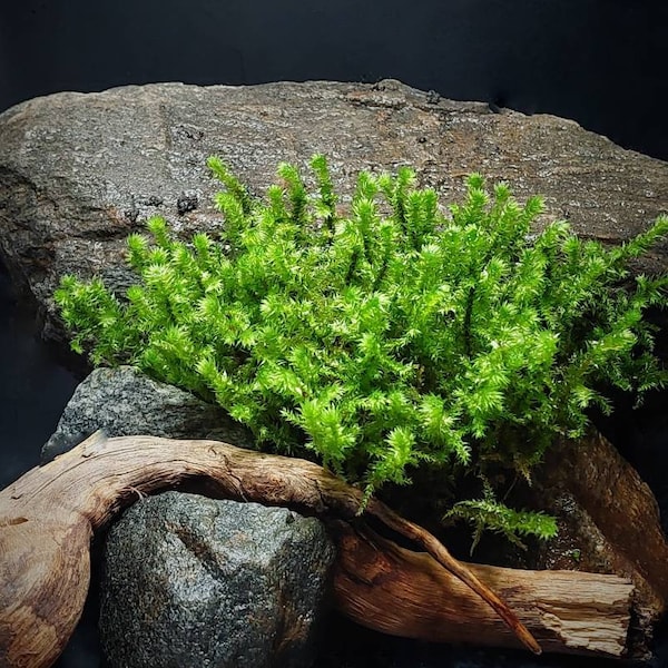 Emerald Green Live Moss/ Lanky Moss (Rhytidiadelphus Loreus), Moss, Live Moss, Ecosysteem, Terrarium, Mossarium, Aquarium, Paludarium, Cadeau