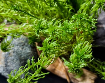 Live Sphagnum Moss,All Natural Fresh Terrarium moss,Orchid Moss,Bog moss,Moss, Ecosystem, Terrarium, Mossarium, Live Sphagnum Moss