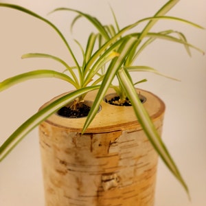 May include: Two spider plants in a birch bark planter. The planter is cylindrical and has a natural wood finish. The plants have long, green and white striped leaves.