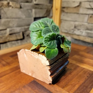 May include: A small green plant with leaves in a rustic wooden planter. The planter is made of stacked pieces of wood and has a natural brown colour.