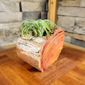 Könnte beinhalten: Eine kleine Luftpflanze in einem Holztopf aus einer Baumscheiben. Der Topf ist in natürlicher rotbrauner Farbe mit einer hellbraunen Rindenstruktur.