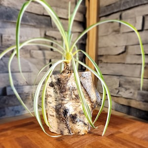 May include: A green and white spider plant growing in a natural birch bark planter. The planter is a rough, textured piece of birch bark with a natural, rustic look.
