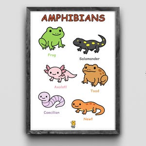 Amphibians Poster for Kids – Printable Science Wall Art | 6 Amphibians Chart | Classroom & Homeschool Decor | Instant Digital Download