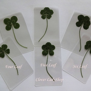 May include: Several pressed four, five, and six-leaf clovers on clear rectangular cards. The clovers are green with long stems. Text on the cards reads "Four Leaf", "Five Leaf", and "Six Leaf". The text "Clover Lady Shop" is also visible.