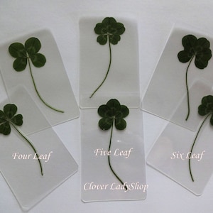 4 5 & 6  Leaf Laminated Clovers Your Choice