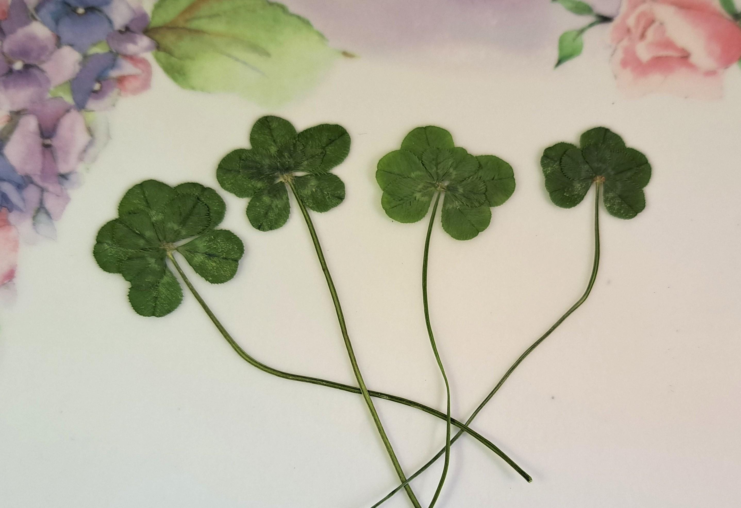 CLOVER出品 8 Leaf Clover Real Unique Collectible From A True White Clover