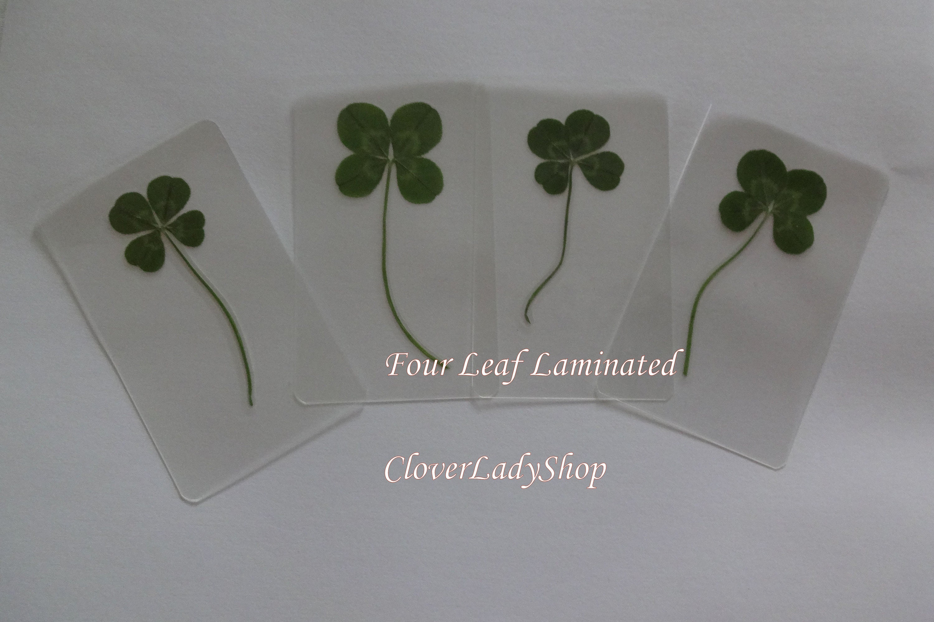 4 5 & 6 Leaf Laminated Clovers Your Choice A Little Extra Luck - Etsy