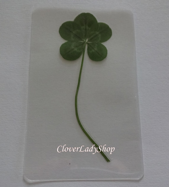 4 5 & 6 Leaf Laminated Clovers Your Choice A Little Extra Luck - Etsy