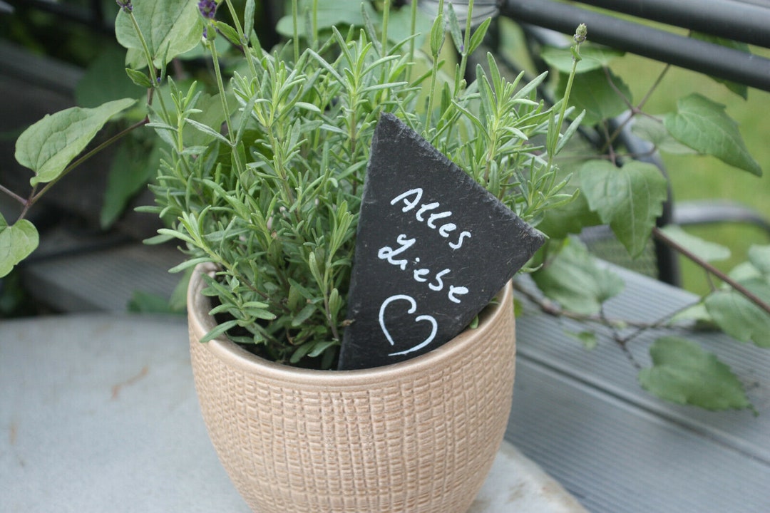 Pack of 30 Plant Plugs Herb Signs Bed Plugs Place Cards Etsy