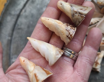 Haskell Style~ Warehouse Clean out ~ Vintage Shell Pendant or Charm ~ Goregous Conical Natural Shell Pendant Charm 1&quot; to 1/2&quot; sold sets of 5
