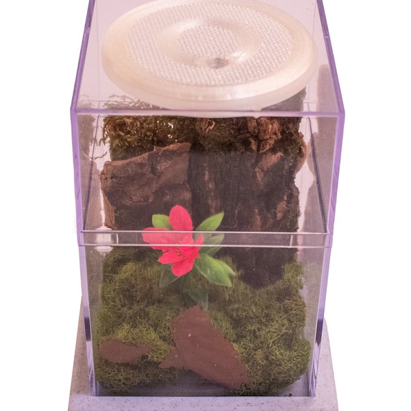 Arboreal Enclosure for Praying Mantis, Spider, Young Day Geckos, or Planted Terrarium