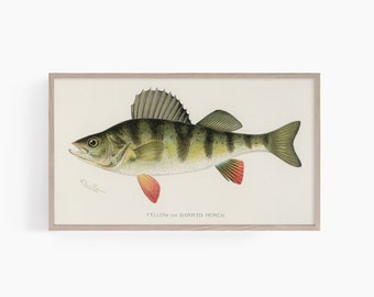 Samsung Frame TV Art | Fish Frame TV Art | Summer Frame TV Art | Cabin Frame tv Art | Vintage Frame tv Art | Sherman Denton | Perch Fish