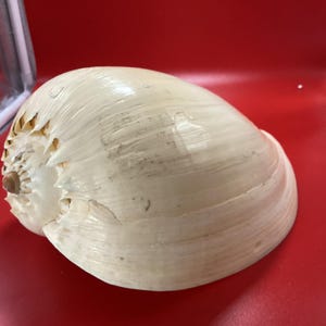 Large Melon Conch Shell