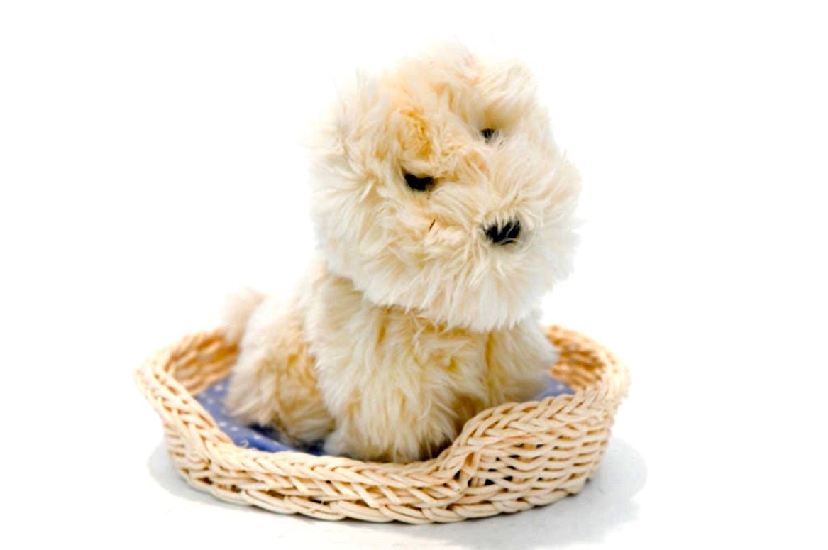 American girl terrier puppy sale