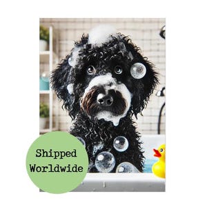 Puede incluir: Un perro negro y blanco con una mancha blanca en el pecho está en una bañera con burbujas. El perro está mirando a la cámara con una expresión de sorpresa. Hay un pato de goma amarillo en la bañera.