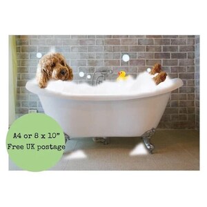 Lámina divertida de Cavapoo para baño: perro en una bañera vintage, regalo para amantes de los Cavapoos (A4 / 8x10)