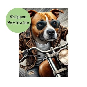 Impression moto marron et blanc Staffy - image de chien drôle dans une veste en cuir motard cool art mural moto cadeau signe homme des cavernes
