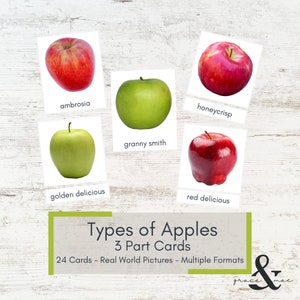 Types of Apples 3 Part Cards for Fall - Real World Pictures - Montessori Cards - Printable Nomenclature Cards - Preschool Vocabulary