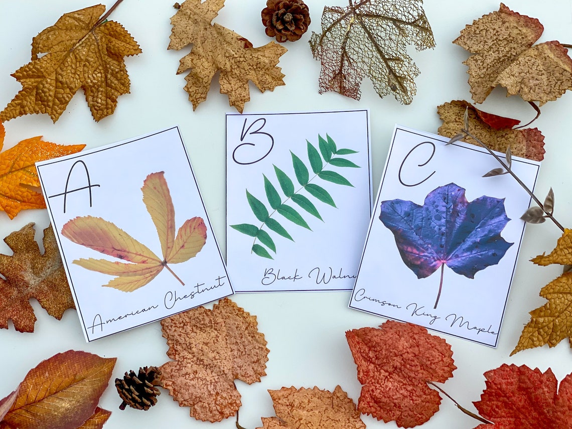 Autumn Fall Leaves ABC Alphabet Cards - Tree Leaf Facts - Etsy