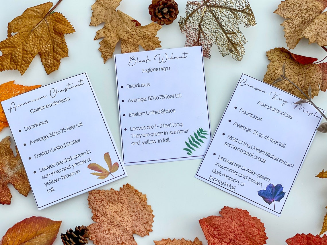 Autumn Fall Leaves ABC Alphabet Cards - Tree Leaf Facts - Etsy