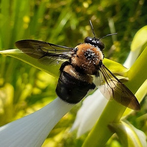 Mr Bumblebee in my Garden