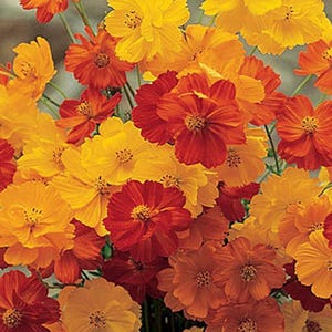 Mix Cosmos seeds Cosmos bipinnatus and Cosmos sulphureus 20 seeds
