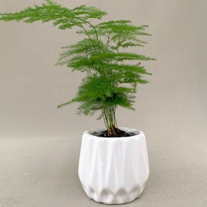 Puede incluir: Una vibrante planta de helecho verde en una maceta de cerámica blanca geométrica. El helecho tiene un follaje delicado y plumoso, y la maceta tiene un diseño moderno y texturizado. La planta es una planta de interior decorativa.