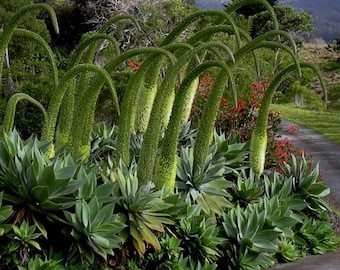 Agave attenuata 200 semi agave coda di volpe agave coda di leone o agave collo di cigno