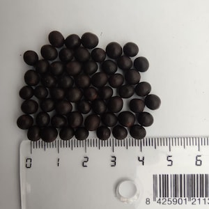Puede incluir: Primer plano de un montón de aproximadamente 40 semillas de color marrón oscuro, medidas con una regla con marcas en centímetros.