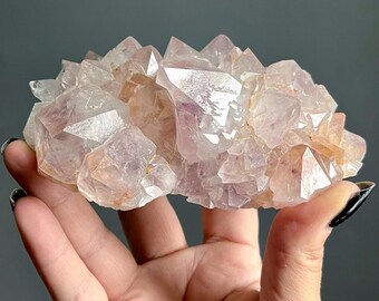 The Spirit of Specimens