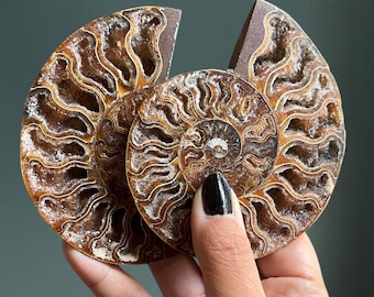 Radiant Opalized Ammonite Fossil Pair | Red Fire + Rainbow Flash + Sutures | Pyrite + Amber Calcite | Sacred Spiral of Kundalini