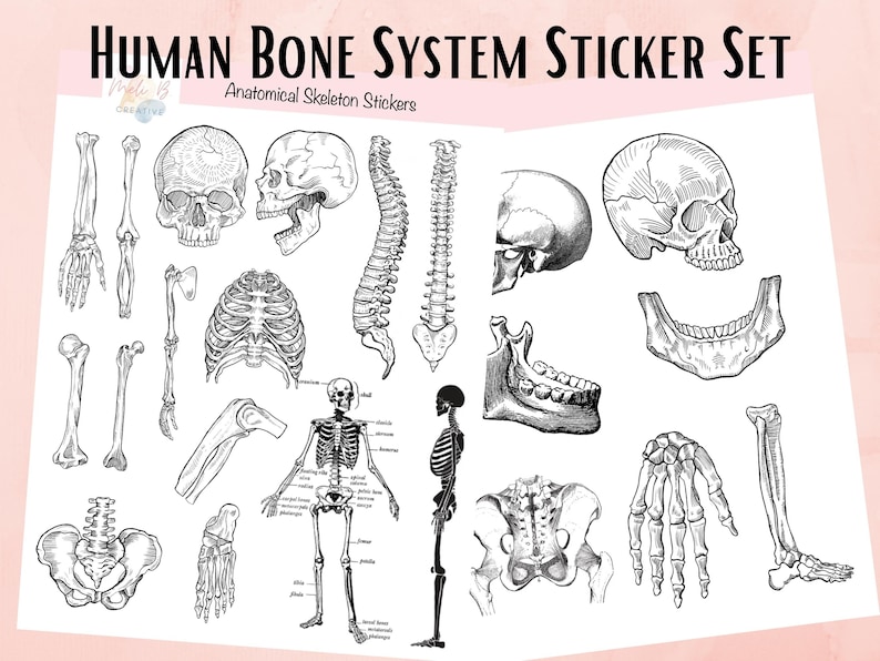 Skeleton Sticker Medical Bones Sticker Bundle. Digital Sticker Sheet, Science, Biology, Anatomy ...