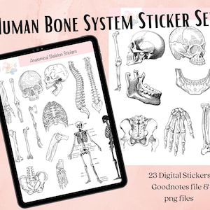 Bones Sticker Bundle. Digital Sticker Sheet, Science, Biology, Anatomy, Nursing Stickers, Human body, Medical school, GoodNotes Sticker