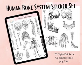 Bones Sticker Bundle. Digital Sticker Sheet, Science, Biology, Anatomy, Nursing Stickers, Human body, Medical school, GoodNotes Sticker