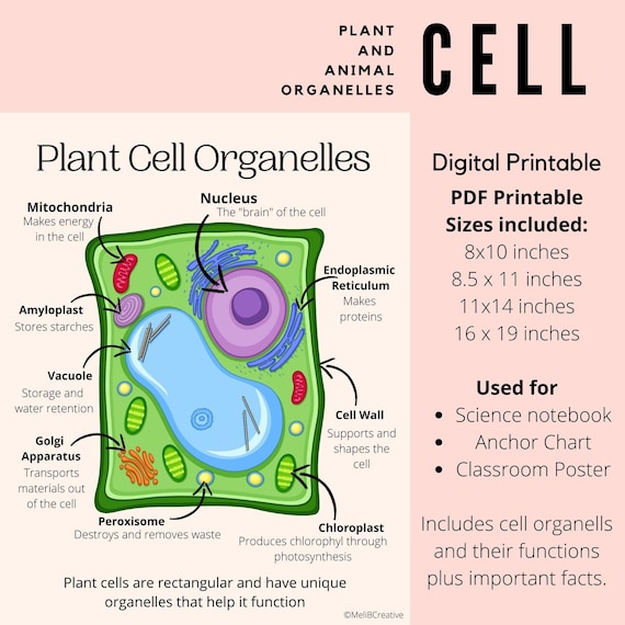 Plant and Animal Cell Classroom Posters Organelles Science - Etsy Plant and Animal Cell Classroom Posters Organelles Science - Etsy