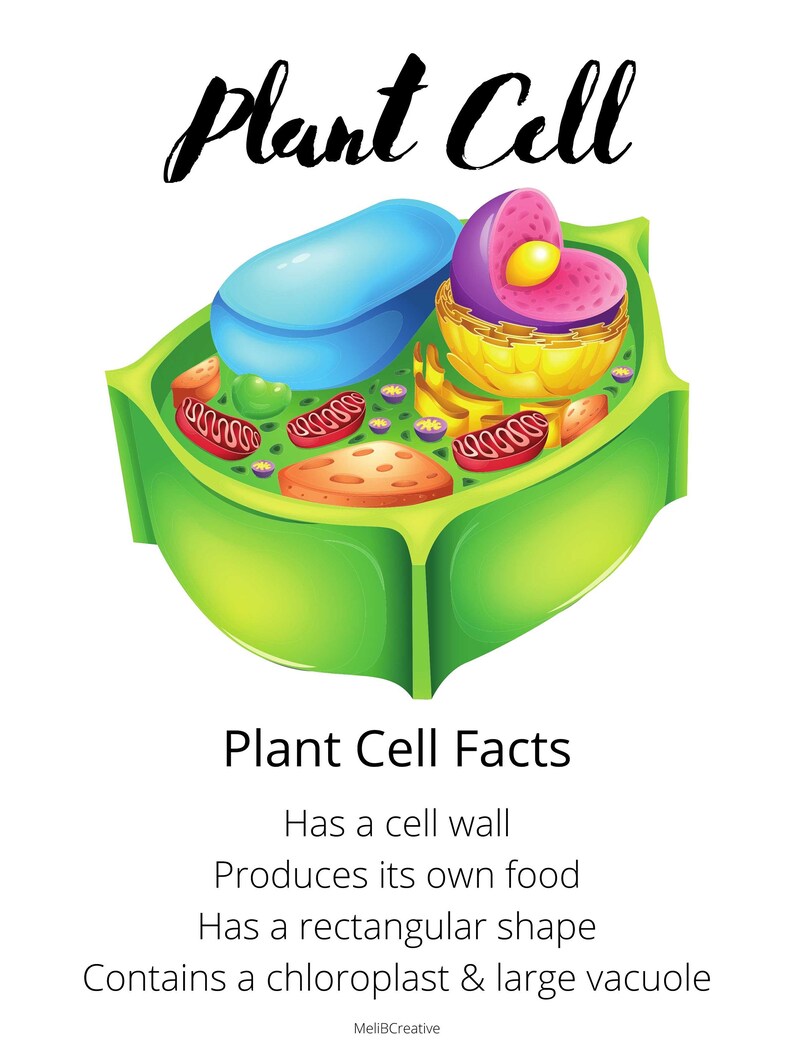 Cell Posters for Science Classroom Art, PDF and PNG Printable or ...