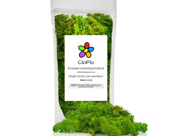 CloFlo Premium geverfd rendiermos - gedroogd geconserveerd mos in bosgroen - met de hand verzameld en schoongemaakt - Made in USA