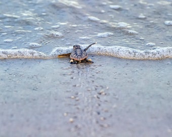 Sea Turtle Print, Baby Sea Turtle, Sand Beach, Baby Animal Nursery, Turtle Wall Art, Nature Print, Sea Turtle Photography