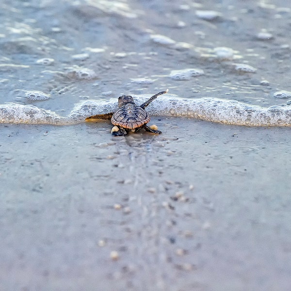 Sea Turtle Print, Baby Sea Turtle, Sand Beach, Baby Animal Nursery, Turtle Wall Art, Nature Print, Sea Turtle Photography