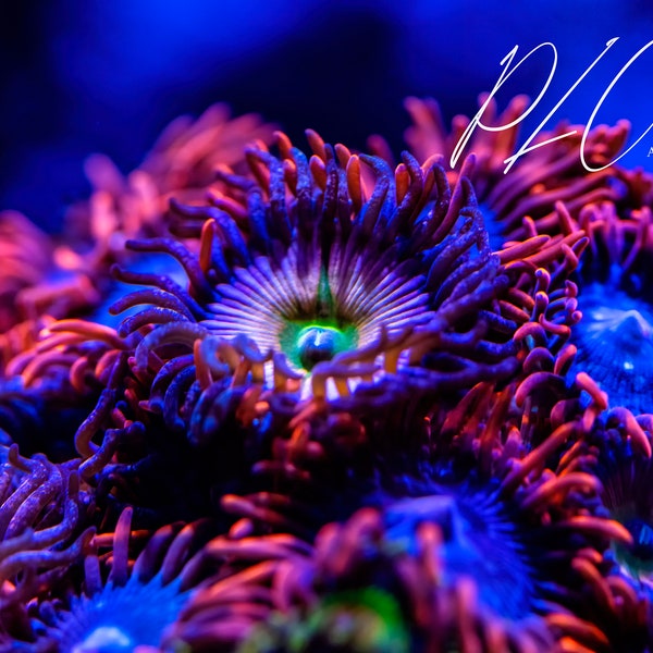 Red Coral Reef Wall Art Etsy