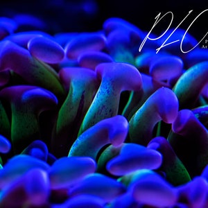 May include: Close-up of a coral polyp under UV light, showing vibrant blue, green, and purple colors.