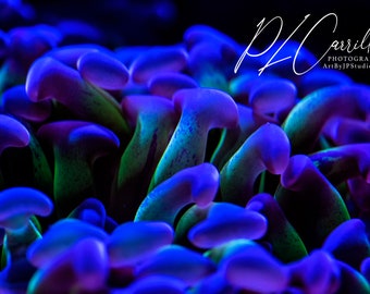 Fluorescent Euphilia Green coral Print, Photo for marine reef room décor, Coral Reef, Reef Aquarium Designs, Abstract Decor, Interior design